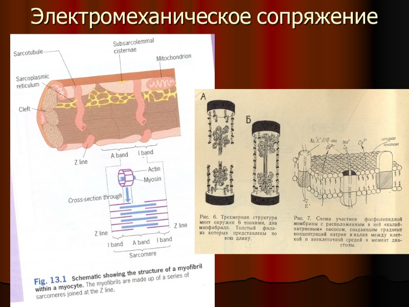 Электромеханическое сопряжение